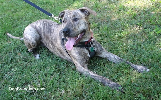 A brown brindle Labrabull is laying in grass and it is looking up and to the left.