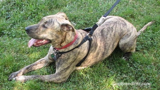 Left side view - A panting brown brindle Labrabull is wearing a black harness laying in grass.