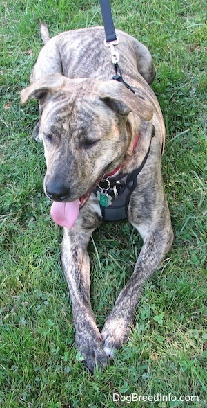 Front view - A brown brindle Labrabull is laying in grass. It is wearing a black harness and its mouth is open and tongue is out