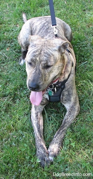 View from the front looking down - A brown brindle Labrabull is laying in grass, and its mouth is open and tongue is out