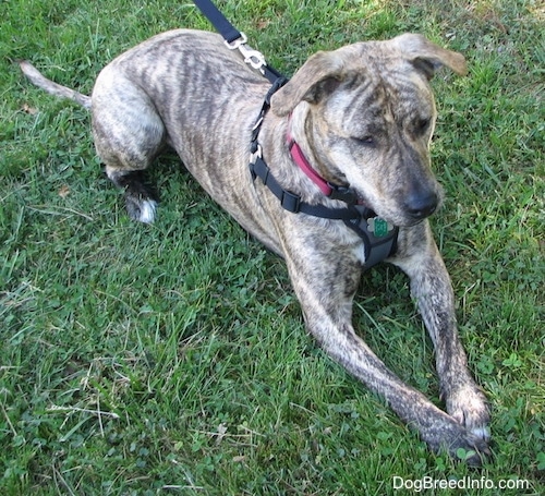 A brown brindle Labrabull is laying in grass and it is looking forward