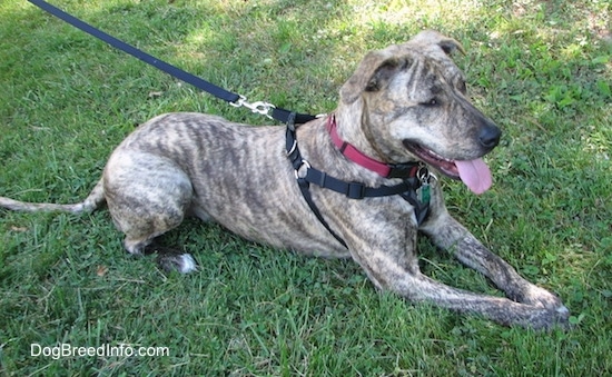 A brown brindle Labrabull is wearing a black harness laying to the right. Its mouth is open and its tongue is out.