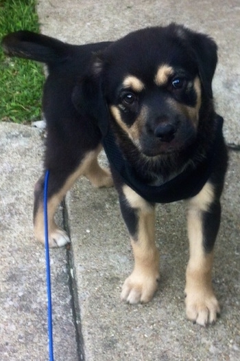 A small  black with tan Labrahuahua puppy is standing on a sidewalk in front of grass looking up