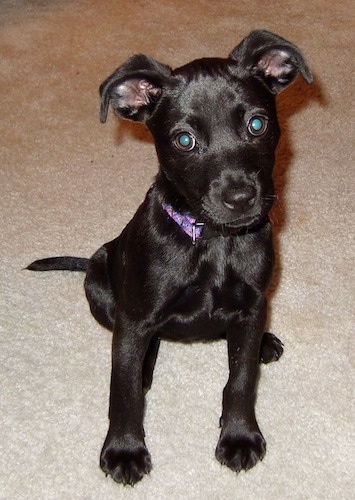 A small shiny-coated black Labrahuahua puppy is wearing a purple collar sitting on a tan carpet and looking forward