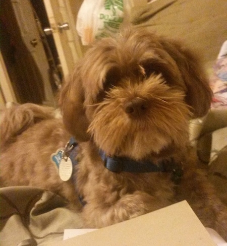 A tan with white Lhasa-Poo is wearing a blue collar laying on a bed and looking forward.