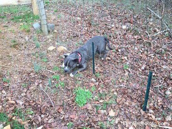 A blue nose American Bully Pit is one third of the way on the other side of a wire fence.