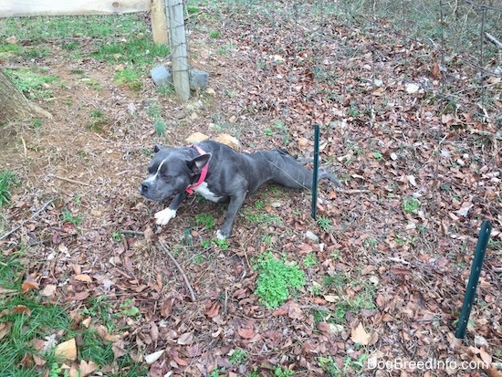 A blue nose American Bully Pit is almost finished climbing under a wire fence.