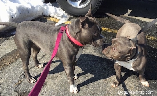 A blue nose American Bully Pit is standing in a parking lot and it is sniffing another American Bully Pit