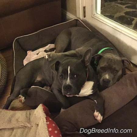 A blue nose American Bully Pit is laying in a brown dog bed with an American Pit Bull Terrier.