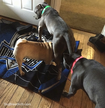 A tan with black Pug is walking under the legs of an American Pit Bull Terrier. A blue nose American Bully pit is leaning down to sniff the Pug. They are standing on a Dallas Mavericks rug.