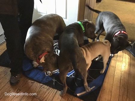 A tan with black Pug is standing under an American Pit Bull Terrier. The Pug is being inspected from all angles. A blue nose Pit Bull Terrier is sniffing the Pug from the front, a blue nose American Bully Pit is inspecting the dog from the back and from the side the Pit bull terrier is sniffing the Pug.