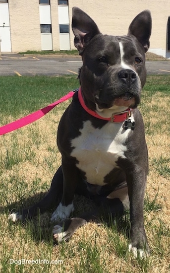 A blue nose American Bully Pit is sitting in patchy brown grass and she is looking forward with both of her ears perked up. There is a parking lot behind her.