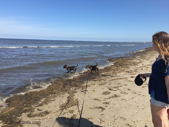 The side of a blue nose American Bully Pit and an American Pit Bull Terrier are standing in water and in sand. There is a blonde haired girl holding the long retractable leash of the Bully.