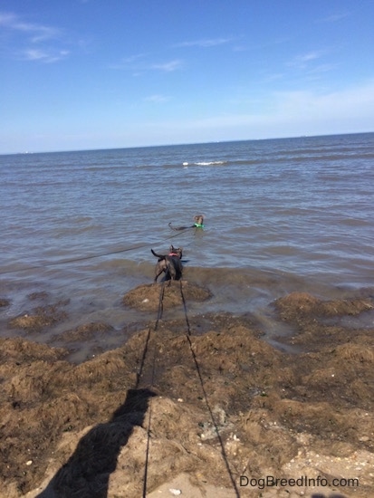 The backside of a blue nose American Bully Pit running into a body of water. In front of her is an American Pit Bull Terrier standing in water.