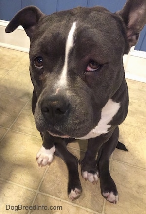 Close up - A blue nose American Bully Pit is sitting on a tiled floor and she is looking up. Her eye is a little bit swollen.