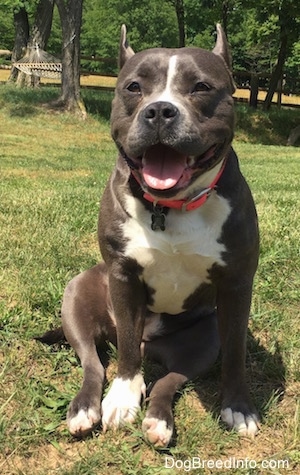 A blue nose American Bully Pit is sitting in grass and looking forward. Her mouth is open and tongue is out. She looks like she is smiling and her ears are pinned back a little.