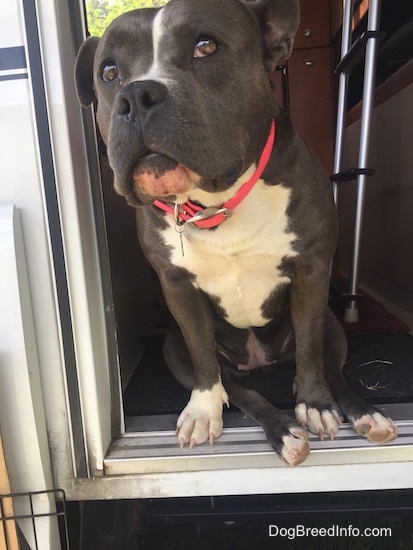 Close up - A blue nose American Bully Pit is sitting flat on her butt in the doorway of a camper. She is looking up.