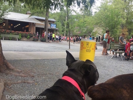 The back of a blue nose American Bully that is sitting next to another dog. They are standing in gravel and there are a lot of people in the background.