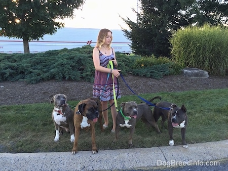 A blonde haired girl in a sun dress is standing in grass and she is holding the leash of four large dogs. 