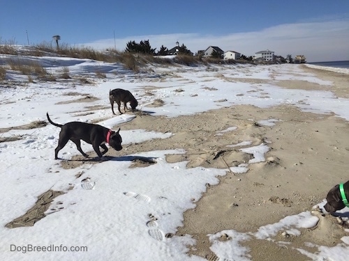 A blue nose American Bully Pit and a blue nose Pit Bull Terrier are sniffing around the snow and sand mix.