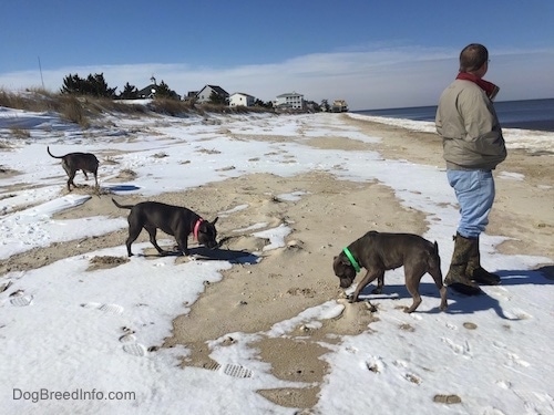 A blue nose American Bully Pit, an American Pit Bull Terrier and a blue nose Pit Bull Terrier are sniffing around a snow and sand mix. There is a person looking at the body of water to the right.