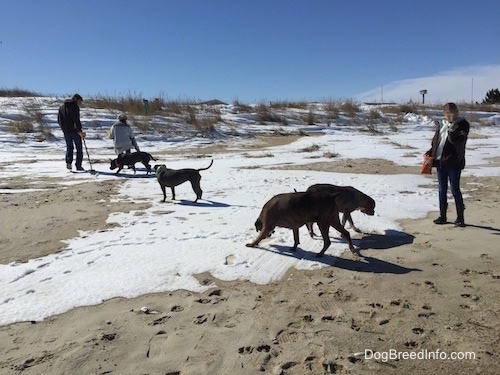 A blue nose American Bully Pit, an American Pit Bull Terrier, a brown with black and white Boxer and a blue nose Pit Bull Terrier are running across snow and sand. There are three people walking around with the dogs.