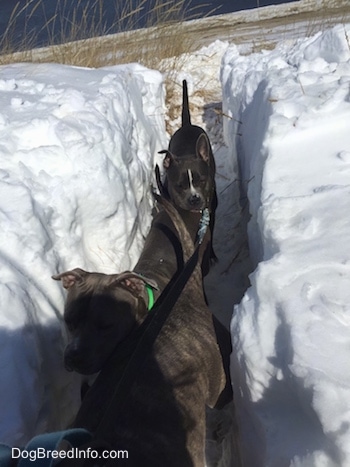 A blue nose American Bully Pit and an American Pit Bull Terrier are walking through a path with tall snow that is over the dogs heads. 
