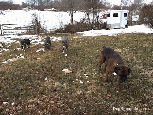 Four dogs are walking around in grass. There is a small amount of snow covering the grass and a white horse trailer in the distance.