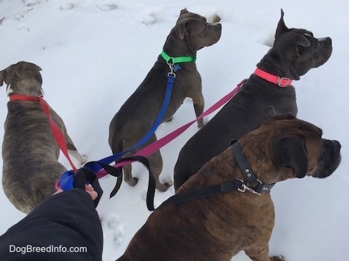 The backside of Four dogs that are standing in snow and they are looking in all different directions.