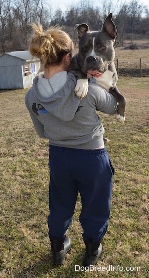The back of a blonde haired girl holding a blue nose American Bully Pit in her arms outside in the grass. The dog has a big head.