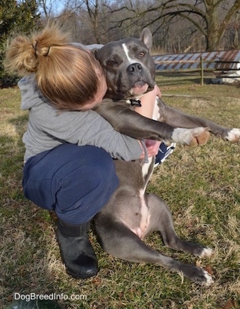 A blonde haired girl is kneeling and looking at the blue nose American Bully Pit that she is holding belly- in her arms.