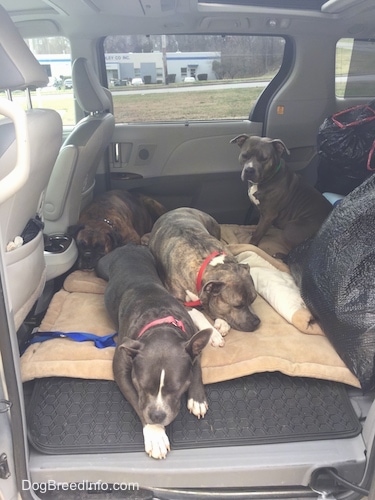 A blue nose American Bully Pit, an American Pit Bull Terrier, a brown with black and white Boxer and a blue nose Pit Bull Terrier are sleeping in the back of a van.