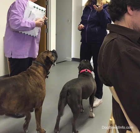 Three people are talking in an office. A blue nose American Bully Pit and a brown with black brindle and white Boxer are walking up to some of the people.