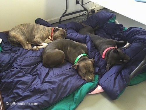 A blue nose American Bully Pit, an American Pit Bull Terrier and a blue nose Pit Bull Terrier are sleeping on blankets under a table.