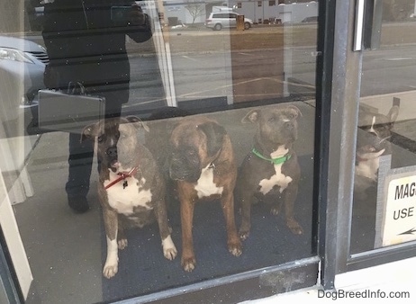 A blue nose American Bully Pit, an American Pit Bull Terrier, a brown with black and white Boxer and a blue nose Pit Bull Terrier are sitting and standing behind a glass pane door.