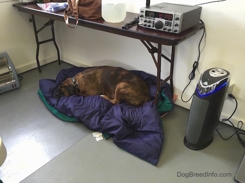 A brown with black brindle and white Boxer is sleeping on a blanket under a table.