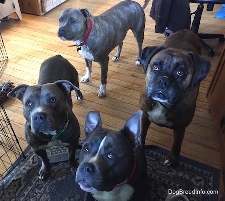 Four dogs are standing and sitting on a rug and looking up inside of a living room.