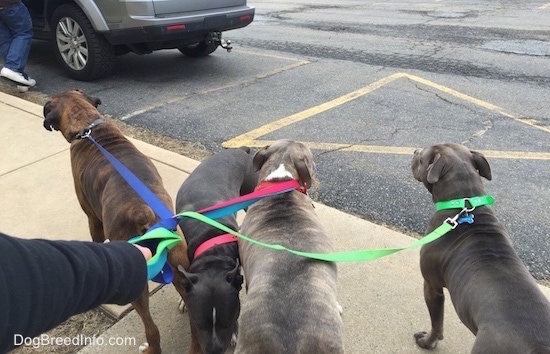 A blue nose American Bully Pit, an American Pit Bull Terrier, a brown with black and white Boxer and a blue nose Pit Bull Terrier are standing on a sidewalk with color coordinated leashes.