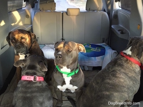 Four Dogs are sitting in a van. One is looking at the backseat, two dogs are looking forward and one is looking to the right.