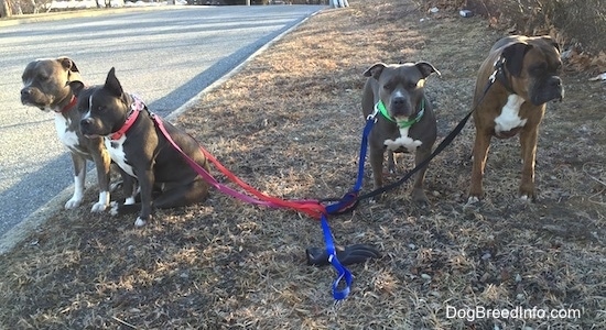 A blue nose American Bully Pit and a blue nose Pit Bull Terrier are sitting in grass on the left. There is an American Pit Bull Terrier and a brown with black brindle and white Boxer standing in grass on the right side. All of the dogs are connected to leashes that no one is holding.