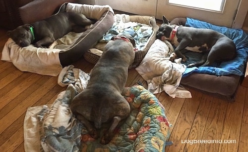 The backside of a blue nose Pit Bull Terrier that is sleeping on two dog beds. Next to it is, a blue nose American Bully Pit and American Pit Bull Terrier, they are also sleeping on dog beds.