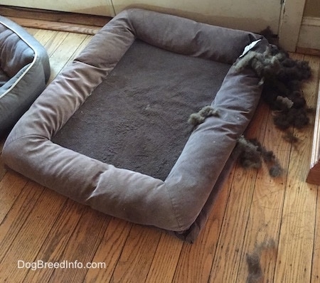 The stuffing from a dog bed is all over the bed and hardwood floor