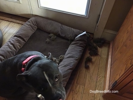 A blue nose American Bully Pit is sitting on a dog bed and she is looking up. There is brown stuffing near a dog bed.