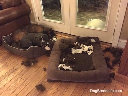 A blue nose American Bully Pit is laying in a dog bed next to a brown with black and white Boxer. There is dog bed stuffing and chewed up paper all over a dog bed in front of them.