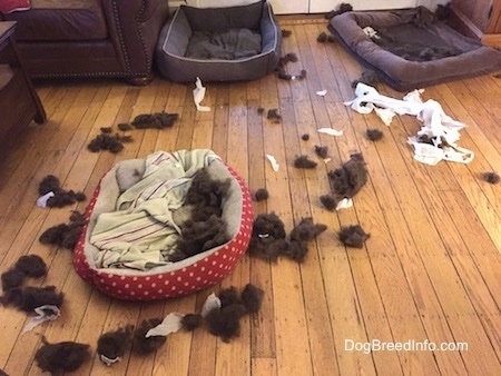 A mess of toy stuffing and chewed up paper surrounding three dog beds in a living room.