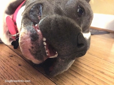Close up head shot - A blue nose American Bully Pit is laying on her left side and she is looking forward.