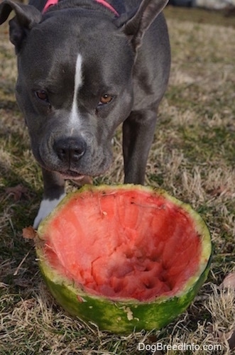 Close up - A blue nose American Bully Pit is standing in grass and eating a watermelon.