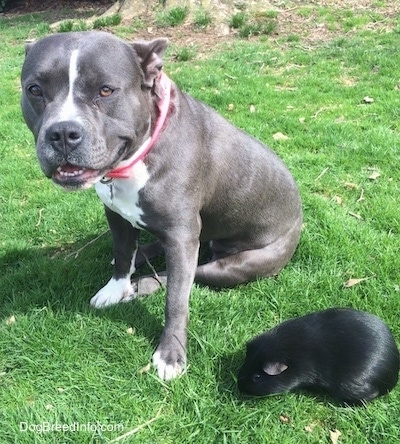 A blue nose American Bully Pit is sitting in grass and she is looking forward. Her ears are back and her mouth is slightly opened. There is a black guinea pig in the grass looking around next to the dog.