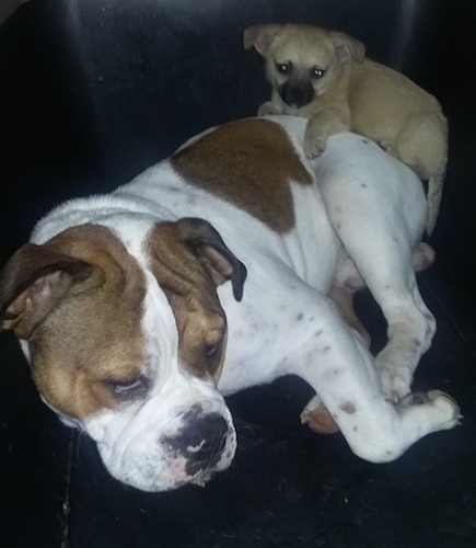 A white with brown Miniature English Bulldog is laying in an arm chair and there is a tan puppy on its back behind it.