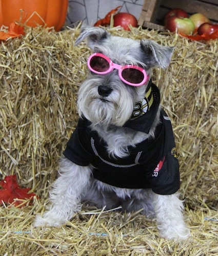 A grey with white Miniature Schnauzer is sitting on a hay bale with another bale behind it. It is wearing pink sunglasses, a shirt and a Boston Bruins bandana. There are apples and a pumpkin in the background.